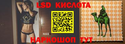крисы Можга